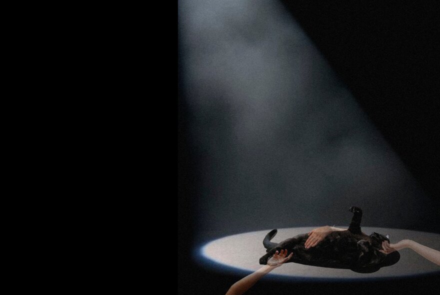 A black cat lying on its back under a dramatic spotlight beam with two disembodied arms reaching up to touch it.