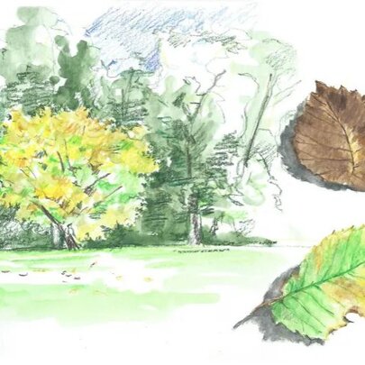 A watercolor sketch of trees and individual studies of two autumn leaves, in the margins on white paper. 