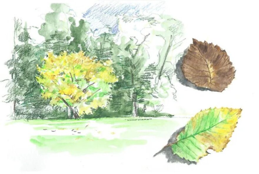 A watercolor sketch of trees and individual studies of two autumn leaves, in the margins on white paper. 