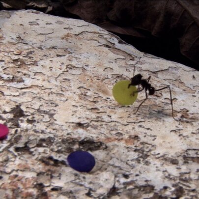 A velvet ant, a flower and a bird