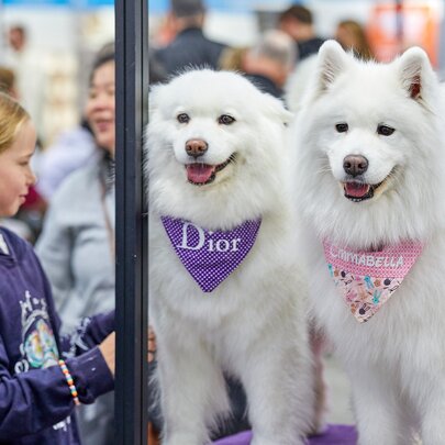 Two fluffy white Samoyed dogs wearing decorative bandanas at a dog expo, with smiling young children looking at them.