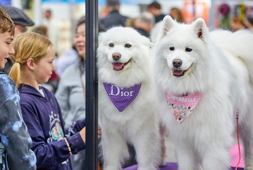 Two fluffy white Samoyed dogs wearing decorative bandanas at a dog expo, with smiling young children looking at them.