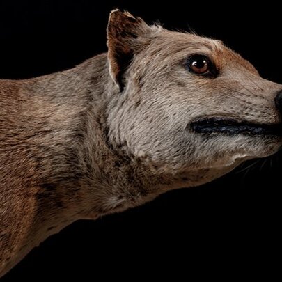Head and shoulders of a stuffed thylacine
