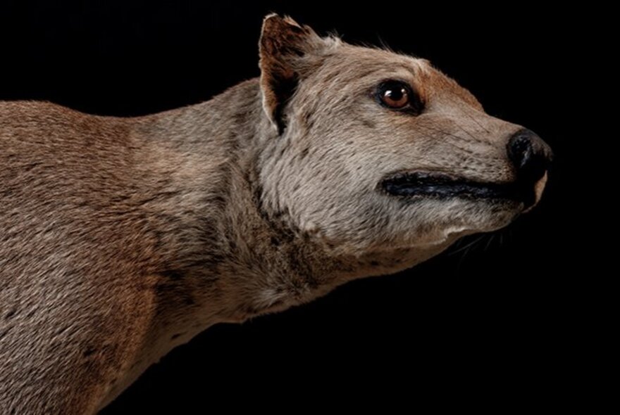 Head and shoulders of a stuffed thylacine