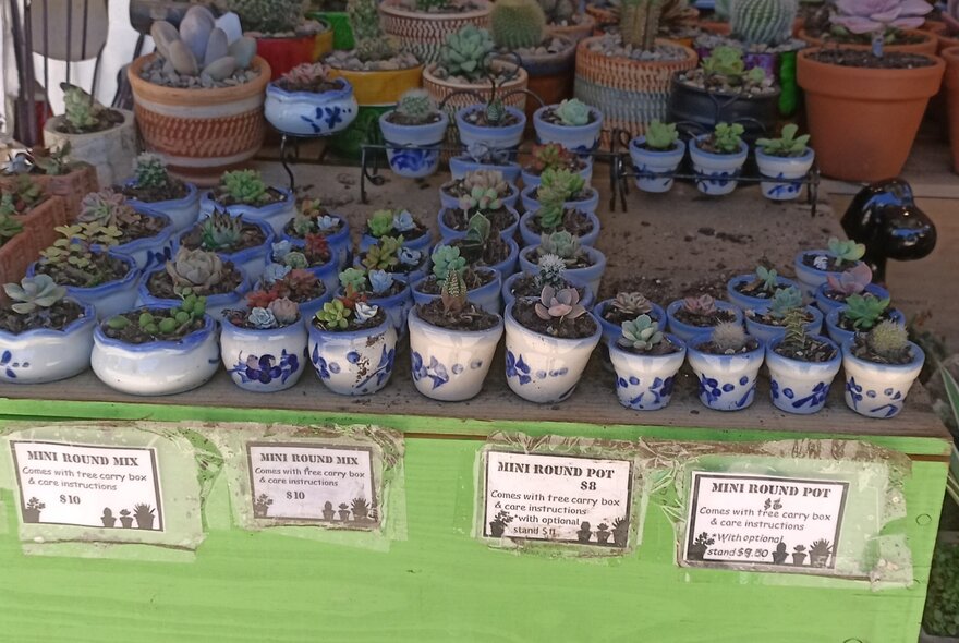 A display of small succulents and cacti for sale in ceramic pots, out the front of a kiosk.