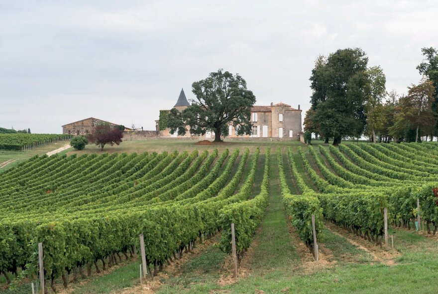 Rows of grapevines in a vineyard, with a large sandy-coloured building and trees in the background.