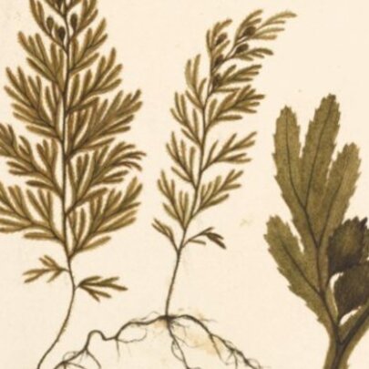 Botanical illustration of fern fronds.