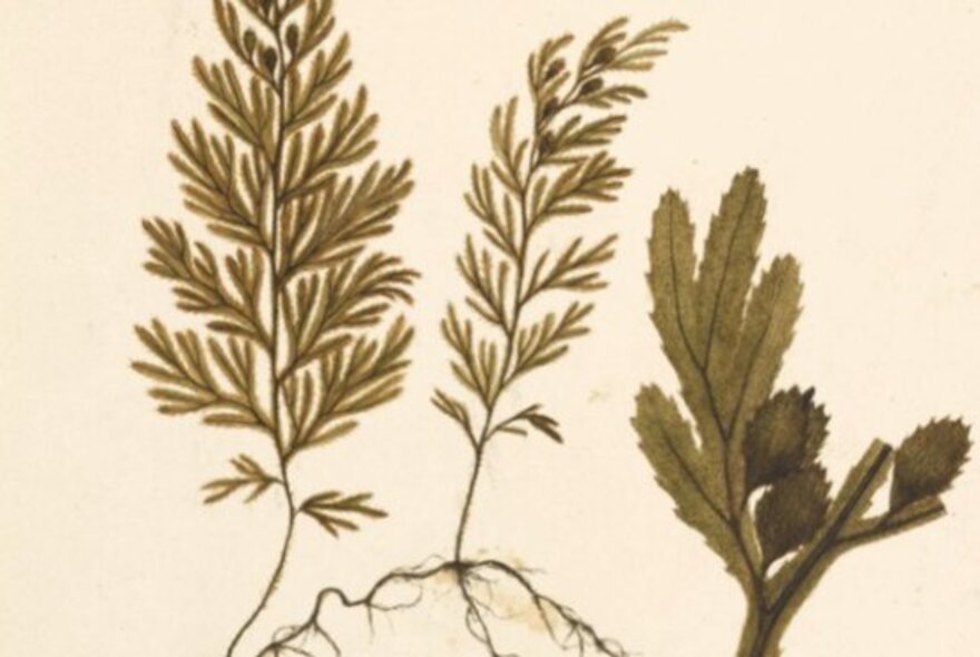 Botanical illustration of fern fronds.
