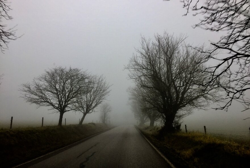 A foggy rural road bordered by bare trees. 