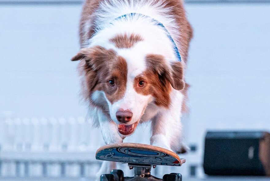 A brown and white Border Collie breed dog balancing on a skateboard.