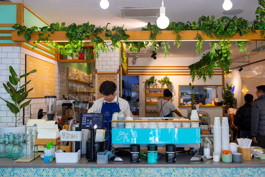 A barista working behind a blue coffee machine in a cafe with lots of plants and bright lighting.