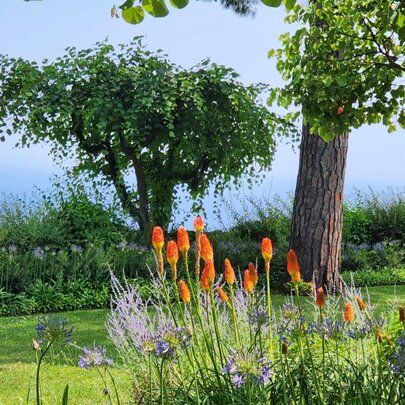 A landscaped garden overlooking the ocean, featuring a cluster of bright orange flowers and light purple blossoms in the foreground.