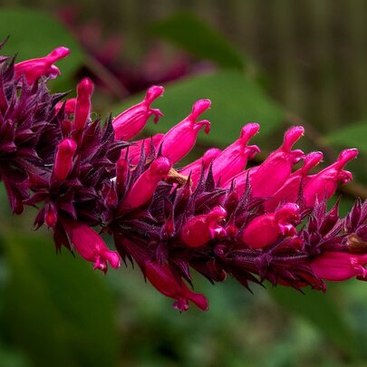 Sensational Salvias: Gardens Walk