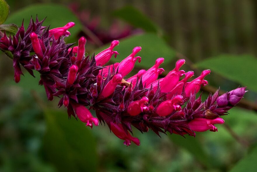 Close up of a salvia plant in bloom, displaying dark pink flowers.