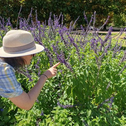 Lunchtime BioBlitz: Pollinators and Plants in the City