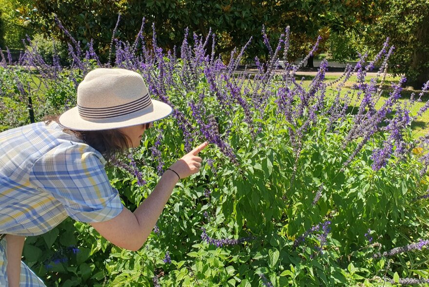 A person outdoors, wearing a hat and pointing at a Salvia plant with violet coloured flowers. 
