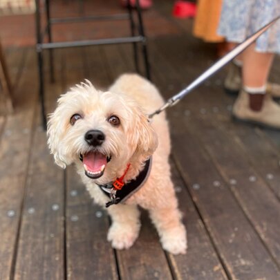 Eager poodle-cross with mouth open, on a lead on a wooden deck.
