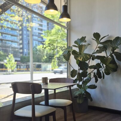 The interior of a cafe looking out through the large window with a small table and chairs and a fig tree in a pot.