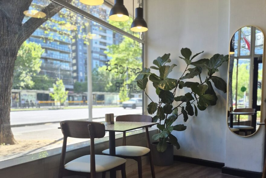 The interior of a cafe looking out through the large window with a small table and chairs and a fig tree in a pot.