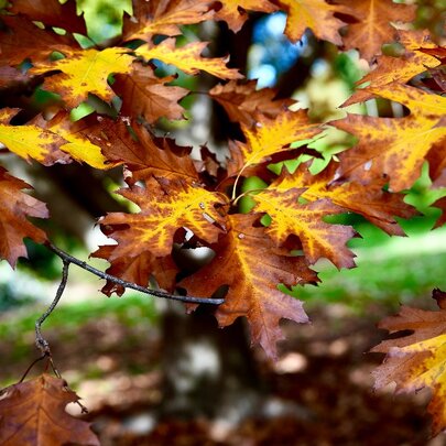 Oaks of the Gardens: Gardens Walk