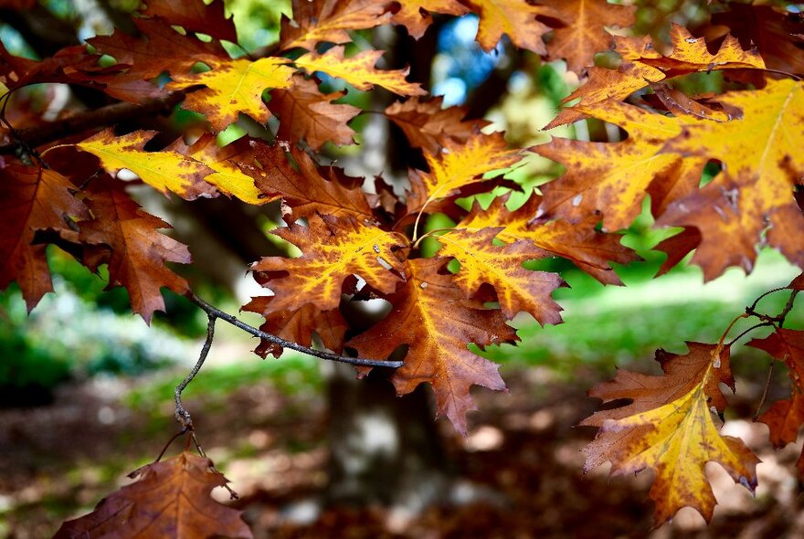 Gold and brown oak leaves in autumn.