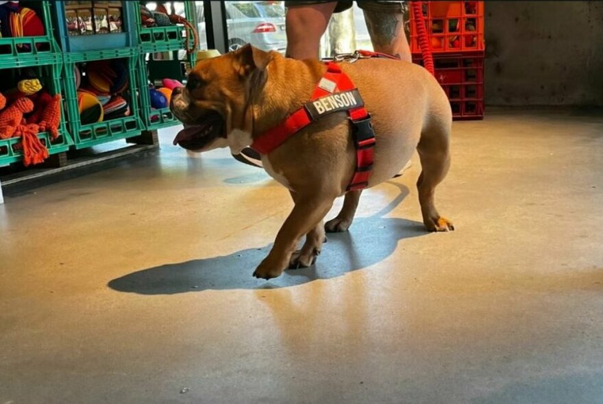 Benson the dog walking through a pet store with crates of toys in the background.