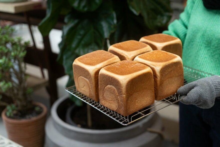 Square loaves of bread on tray, held by hands in grey gloves, pot plants in background.