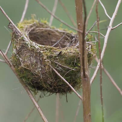 A thick bird's next in bare branches. 
