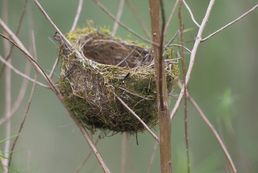 A thick bird's next in bare branches. 
