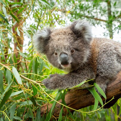 A koala in an airy enclosure on a branch of a eucalypt tree.
