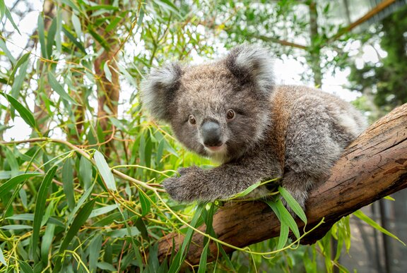 A koala in an airy enclosure on a branch of a eucalypt tree.