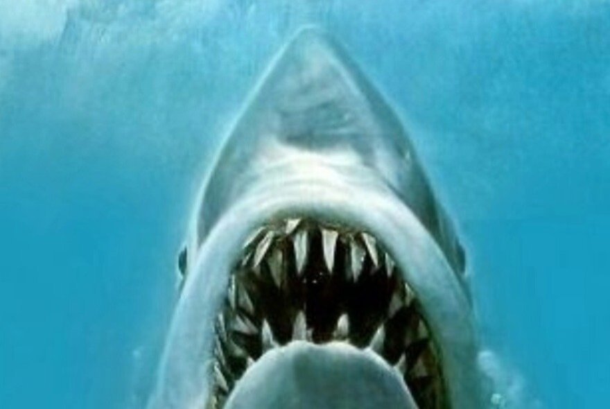 The movie poster from Jaws, depicting the underside and open jaws of a great white shark, the nose of the shark pointing up in the blue water.