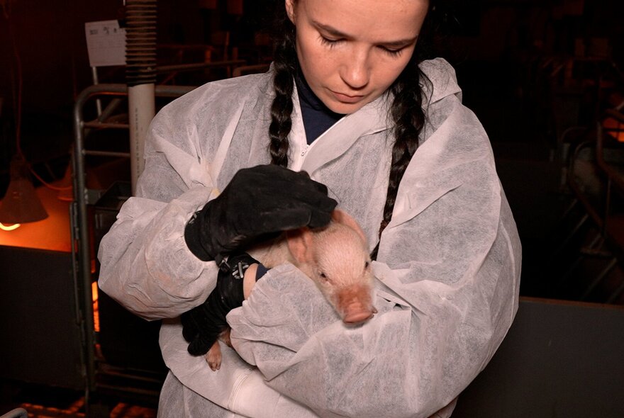 A person in protective gear and black gloves holding a small piglet.