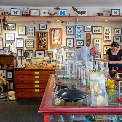 two shoppers browse a store with taxidermy