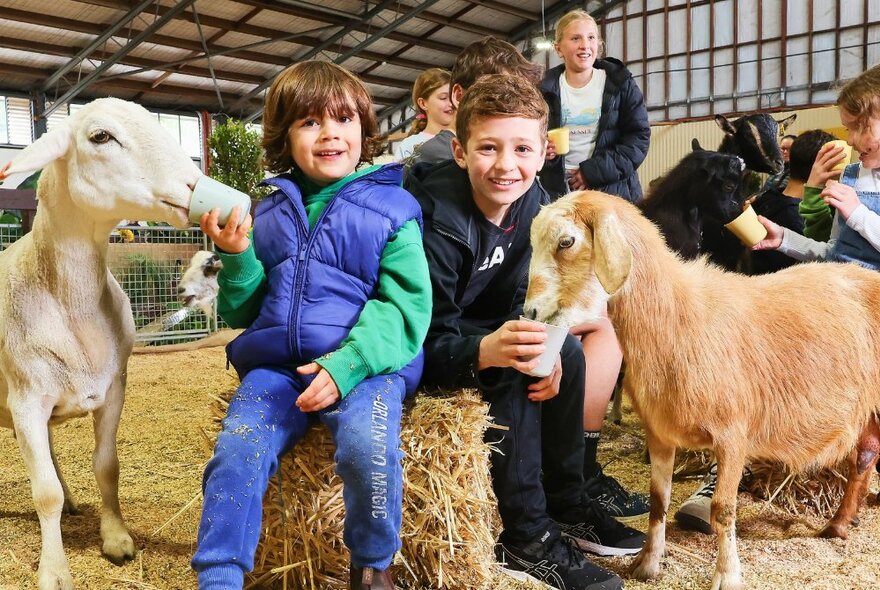 Young children sitting on hay bales in the animal nursery at the Show, feeding the baby goats.