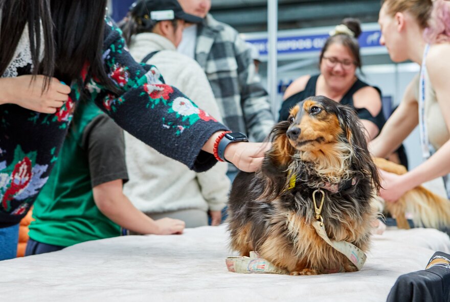 A small tri-coloured dog getting a pat at a show while others look on. 