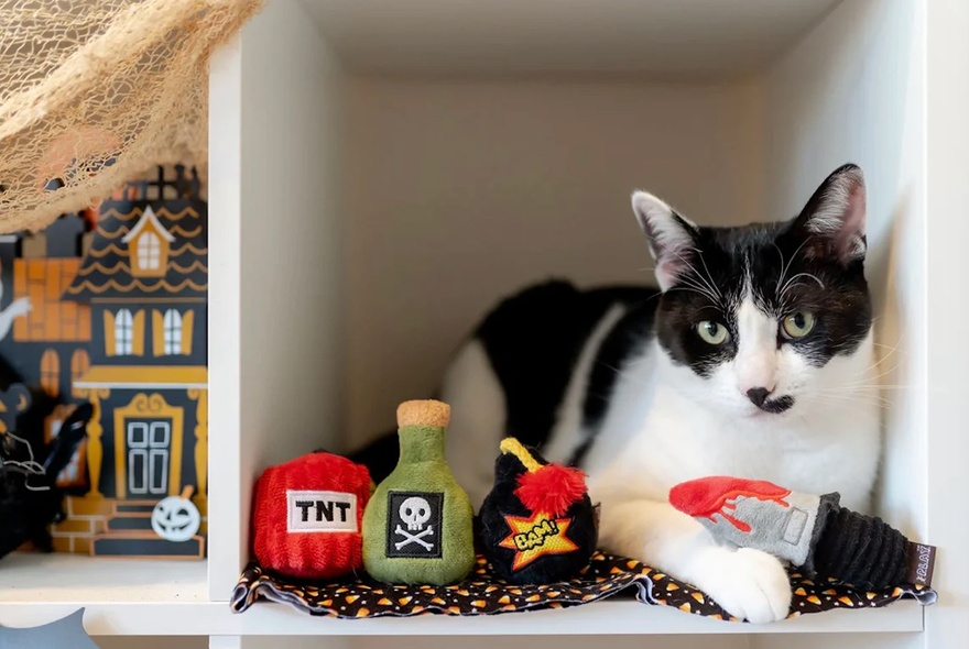 A black and white cat sitting in a white wooden shelf with Halloween inspired soft toys.