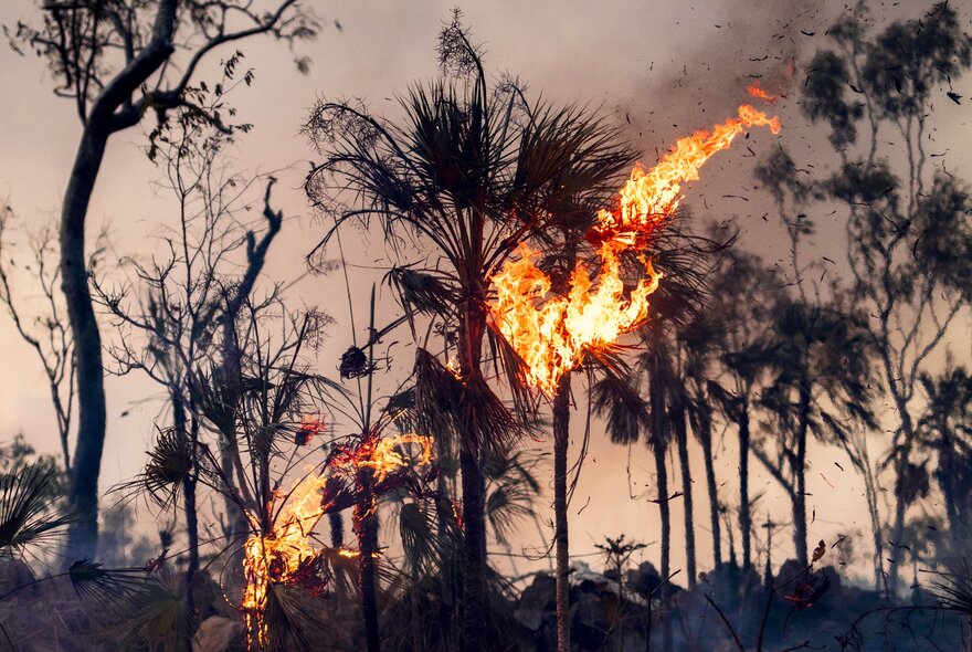 A controlled low-intensity fire or cultural burn burning through undergrowth and trees in a dry Australian landscape. 