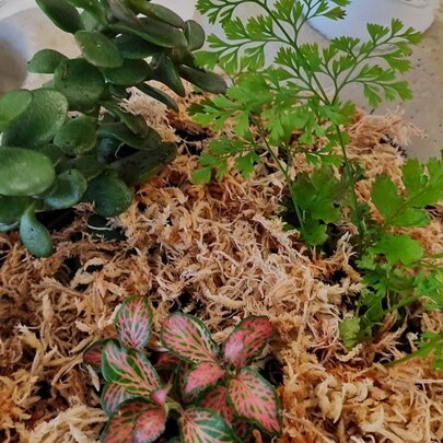 Serene Terrarium: Workshop for Beginners