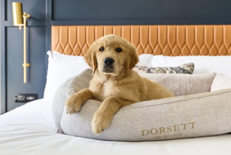 A lab puppy in a dog bed on top of a hotel bed.