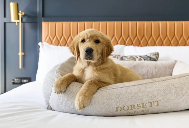 A lab puppy in a dog bed on top of a hotel bed.