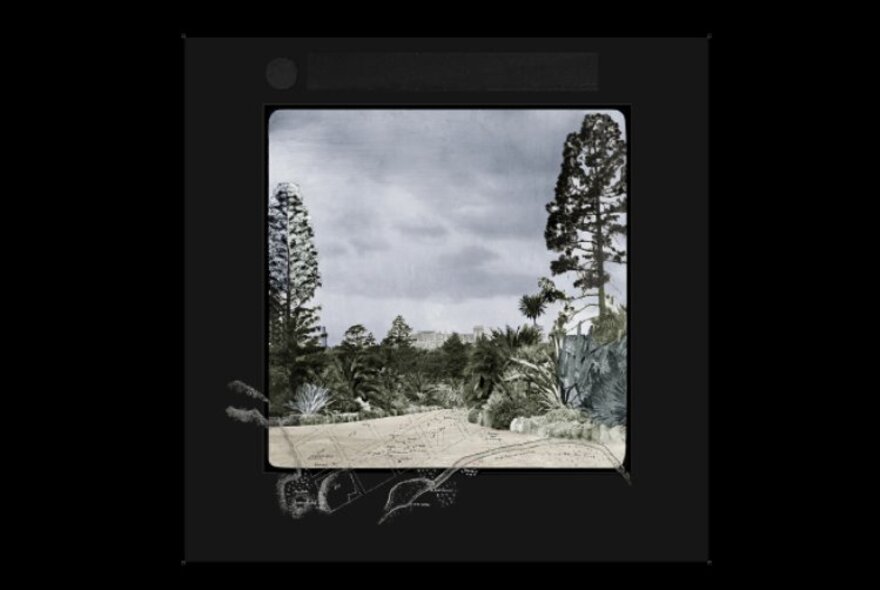 Landscape photograph of two tall trees looking out over a field of trees, with a heavy blacksquare border.