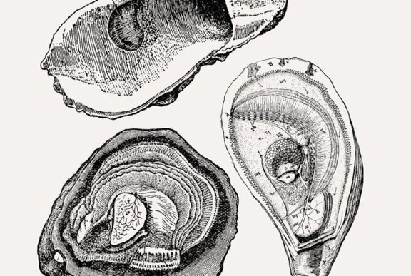 Finely detailed pen drawing of opened oysters.