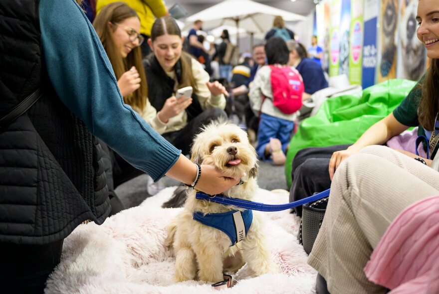 A scruffy dog at a show being patted while sitting in a fluffy bed wearing a blue harness. 