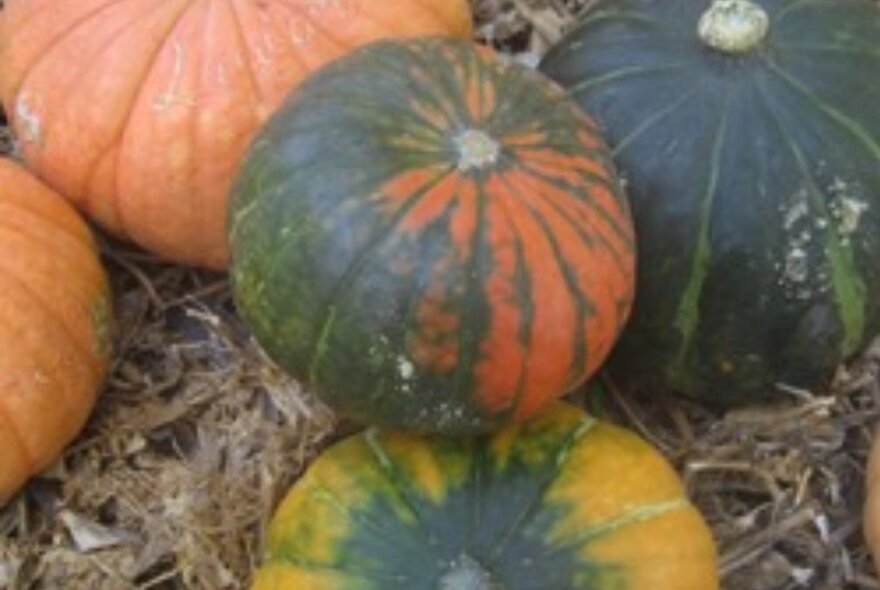 A crop of small pumpkins in a garden.