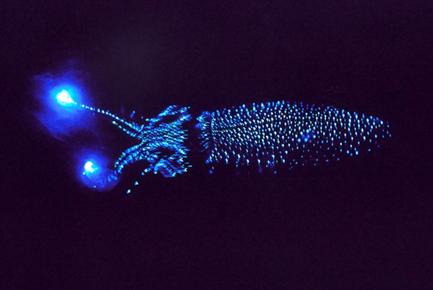 A blue luminescent squid pictured against a black background.