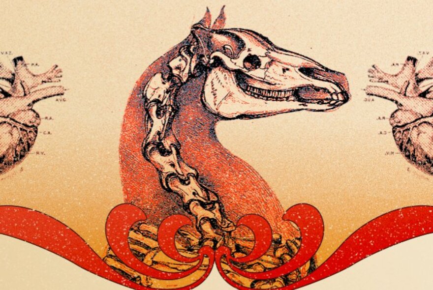 An anatomical drawing of the head of Phar Lap, the race horse, showing his skull and the vertebrae in his neck.