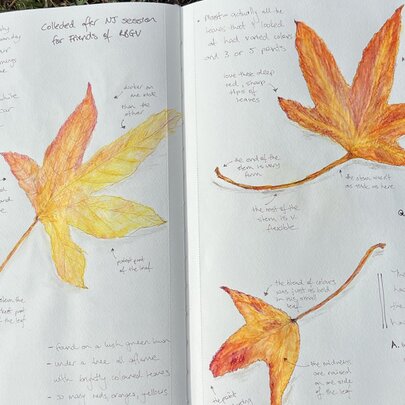A nature journal page featuring watercolour paintings and sketches of autumn leaves, with handwritten notes alongside.