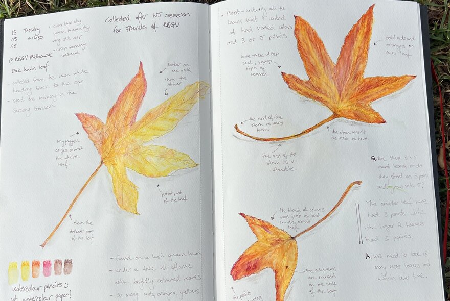 A nature journal page featuring watercolour paintings and sketches of autumn leaves, with handwritten notes alongside.