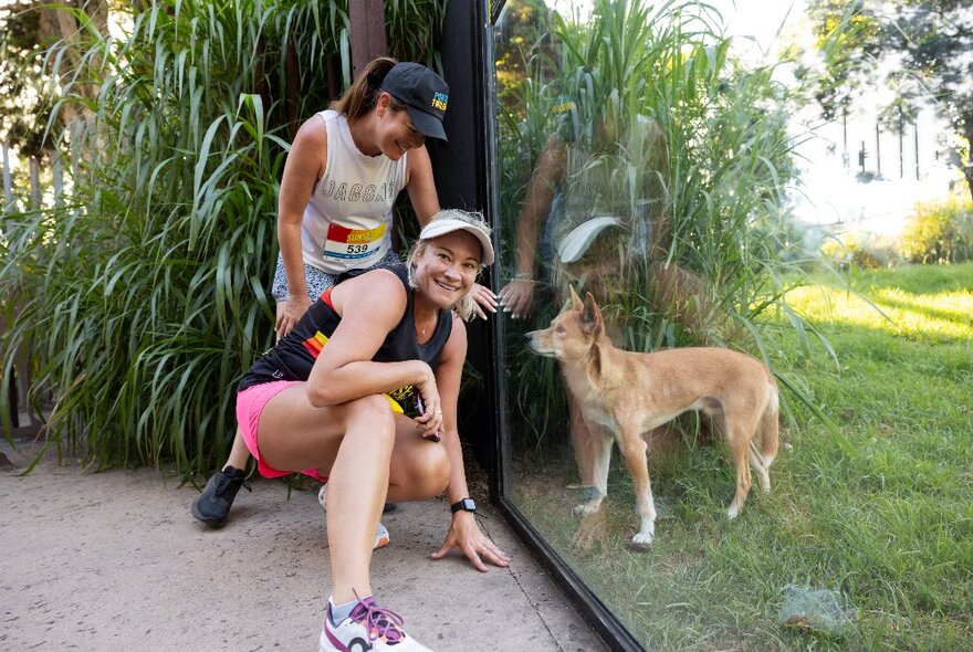 Two runners who have stopped at the side of a glassed animal enclosure at Melbourne Zoo.